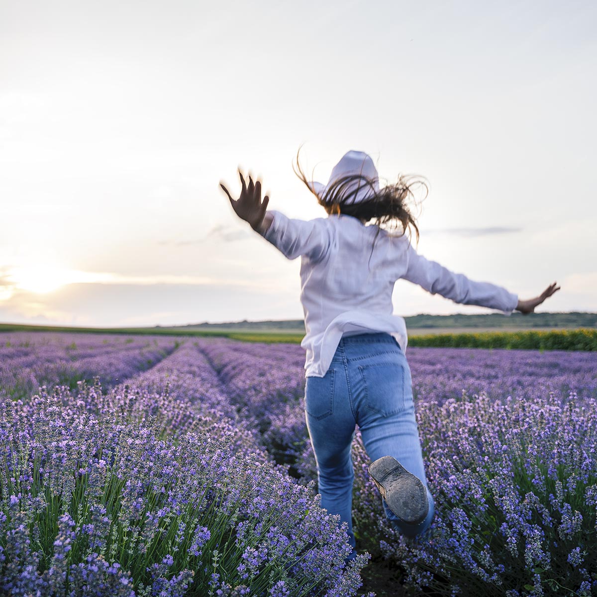 Solo Traveler Woman Walking In the Lavender Fields in Summer