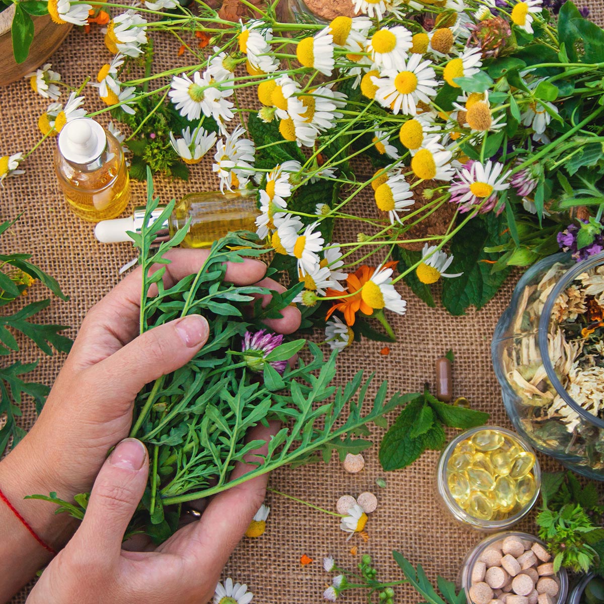 Medicinal herbs and flowers in hands